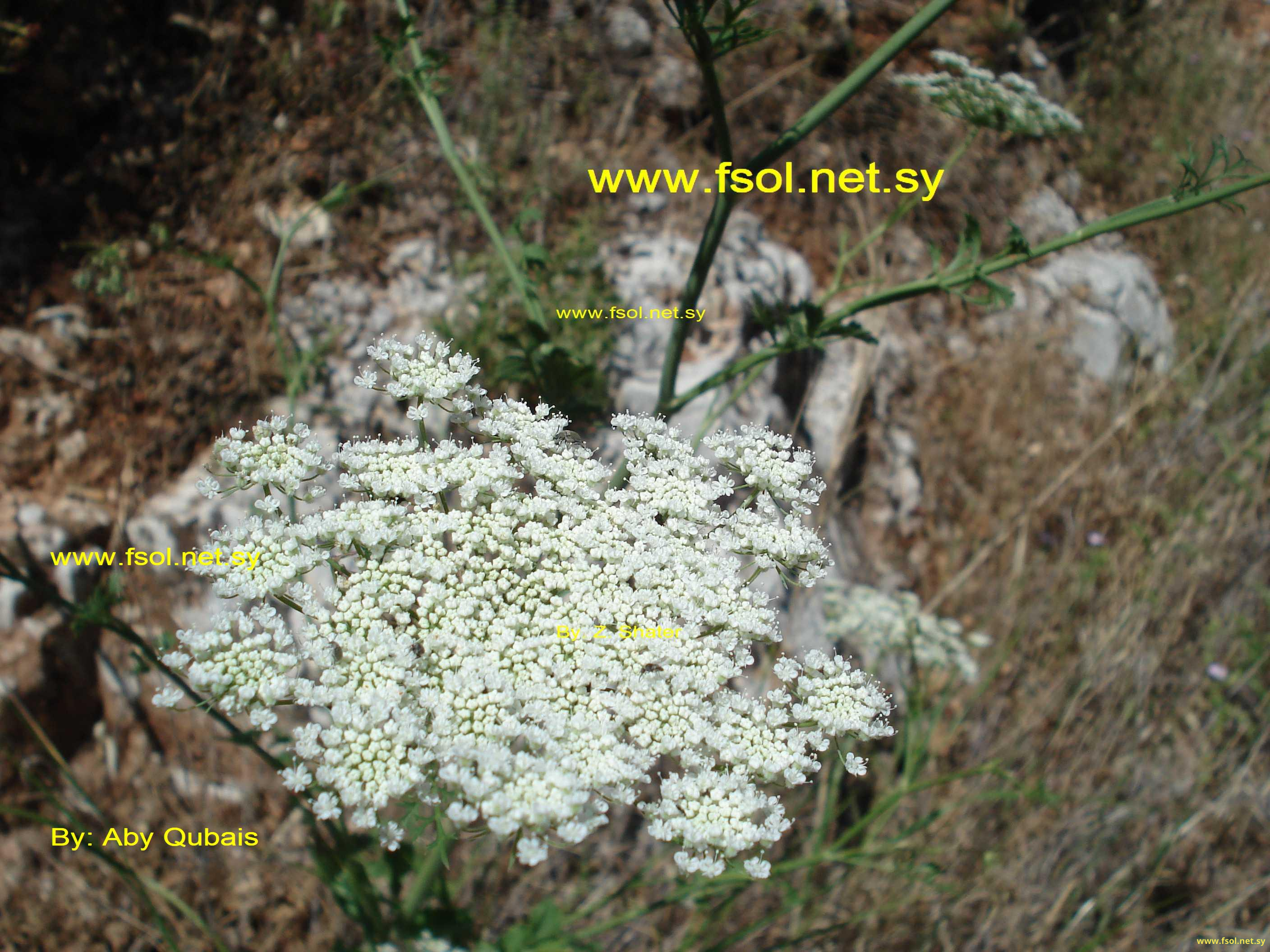 Pimpinella peregrina L.